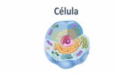 Presentación de PowerPoint - colegiomontedeasis.clcolegiomontedeasis.cl/.../2016/03/1-Microscopio-Aportes-y-Teoria.pdf · permitió diferenciar entre célula animal y vegetal. El