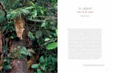 EL JAGUAR señor de las selvas - ecologia-unam.com.mx · Las selvas tropicales húmedas, los ecosistemas más diversos del planeta, albergan una gran variedad de plantas y animales