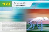 10 humana Evolucióspain-s3-mhe-prod.s3-website-eu-west-1.amazonaws.com/bcv/guide/... · Entre els simis antropomorfs, durant l’oligocè van aparèixer els primers hominoi-des,