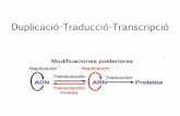 Duplicació-Traducció-Transcripció - Biobel · nucleòtids. Cada 3 nucleòtids és un codó, que mitjançant el codi genètic li assigna un aminoàcid. Sempre es comença a llegir