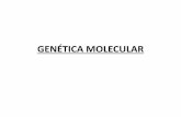 GENÉTICA MOLECULAR - ecienciasponferrada.files.wordpress.com · ADN •Estructura primaria del ADN –Cadena lineal de nucleótidos que se unen por enlace fosfodiéster en sentido
