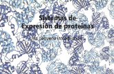 Sistemas de Expresión de proteínas - Ingenieria Geneticaingenieriagenetica-b.web.unq.edu.ar/.../2015/...expresion-de-proteinas.pdf · Productos aprobados por la FDA, según el Sistemas