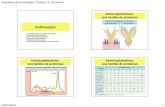 Anticuerpos - uib.cat · Asignatura de Inmunología - Profesor: A. Doménech Anticuerpos 3 Estructura de las inmunoglobulinas Estructura de las inmunoglobulinas Estructura de las