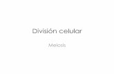 División celular - peces.ens.uabc.mxpeces.ens.uabc.mx/bcym/clases/pdf/III-F-meiosis.pdf · contraídos durante la mitosis y la meiosis y que en otros momentos están contenidos en