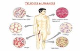 TEJIDOS HUMANOS - sagradocorazoncoria.com - TEJIDOS HUMANOS.pdf · Esquema.Tipos de tejidos Tejidos -Tejido epitelial -Tejido epitelial de revestimiento -Tejido epitelial glandular