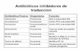 Antibióticos inhibidores de traduccion - depa.fquim.unam.mxdepa.fquim.unam.mx/amyd/archivero/18Modificaciones_25423.pdf · La secuencia señal (amino-terminal) emerge del ribosoma