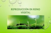 REPRODUCCIÓN EN REINO VEGETAL · identificar las formas de reproducciÓn asexual en plantas 2. identificar las formas de reproducciÓn sexual en plantas 3. identificar como los ciclo