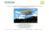 APROVECHAMIENTO DE ESPECIES FORESTALES TROPICALES …uaim.edu.mx/Documentos/PRIMAVERA-2013.pdf · Aprovechamiento de especies forestales tropicales nativas del Soconusco, Caso: Primavera