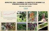EFECTO DEL CAMBIO CLIMÁTICO SOBRE LA PRODUCCIÓN DE …proccyt.org.mx/images/pdf/3-EFECTOS-DEL-CAMBIO-CLIMATICO-EN-LA... · efecto del cambio climÁtico sobre la producciÓn de cultivos