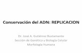 Conservación del ADN: REPLICACIONs4507431beaf003cb.jimcontent.com/download/version/1286925420/module... · Conservación del ADN: REPLICACION Es el proceso por el cual una molécula