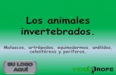 Los animales invertebrados. - IHMC Public Cmaps (2)cmapspublic2.ihmc.us/rid=1MDYHHVJ4-1XQ6DPT-1RL9/504._Los_animales... · LOS ANIMALES INVERTEBRADOS -Pueden tener el cuerpo blando