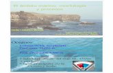 El ámbito marino: morfologíaEl ámbito marino: morfología y ...usuarios.geofisica.unam.mx/cecilia/CT-SeEs/30AmbitoMarinoX2.pdf · Estructuras típicas de zona litoral - infralitoral