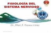 FISIOLOGÍA DEL SISTEMA NERVIOSOs75a4f176357537e3.jimcontent.com/download/version/1452140841/module... · hasta C8, que sale de debajo de la séptima vértebra cervical. •El resto