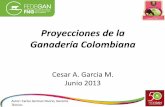 Proyecciones de la Ganadería Colombiana de la ganadería... · Nuestra productividad en Carne Producción Primaria Frigorífico Brechas de competitividad: Tasa de natalidad, rendimiento