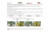 ENSAYO PARA DETERMINAR RESIDUOS DE PRODUCTOS ...palmeralelx.umh.es/files/...51.-Ensayo-residuos-en-dátiles-Urban-2015.pdf · Ensayo para determinar residuos de productos fitosanitarios