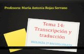 Profesora: María Antonia Rojas Serranomariarojas.iescla.org/wp-content/uploads/2019/02/TEMA-14-TRANSCRIPCI... · El ARNm se une a la subunidad pequeña, mientras que en la subunidad