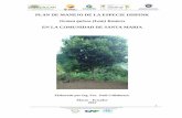 Plan de manejo del bosque Achuar - Fundacion Chankuapchankuap.org/wp-content/uploads/2014/03/6.-Plan-de-Manejo-Ishpink... · 19 Papa china Papa china Colocasia esculenta Araceae 20