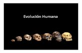 EvoluciónHumanaevolucionuader.yolasite.com/resources/Clases/Clases_Profesorado/6... · Homo De la misma forma que los humanos modernos, las otras especies en este grupo tenían cerebros