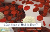 ¿Qué Hace Mi Médula Ósea? · Estas células, una vez diferenciadas y maduras son las células que vemos en el torrente circulatorio (hematíes, leucocitos, plaquetas). 8 Las células