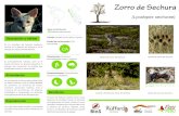 Zorro de Sechura - rufford.org Materials.pdf · común en la desierto de Sechura y en el bosque seco del noroeste del Perú. Comportamiento: Generalmente nocturno y solisolitario.