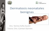 Dermatosis neonatales benignas · • Puede estar asociada pubertad precoz : Hiperplasia gl. Sebáceas, hiperpigmentación de genitales, tumefacción de labios mayores, hiperplaia