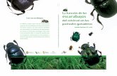 La función de los escarabajos Los escarabajos del La ... · morfológicamente y a simple vista las hembras y los machos—, generalmente los machos presentan vistosos cuernos y en