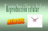 NECESIDAD DE LA MEIOSIS - jcyl.esiespoetaclaudio.centros.educa.jcyl.es/.../meiosis_2bach.pdfDIFERENCIAS ENTRE LA MITOSIS Y LA MEIOSIS MITOSIS MEIOSIS Conservativa (2n) → (2n) Reductiva
