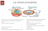 La célula procariota - microbioblogueando · su metabolismo y se conservan en forma de espora Las esporas se diseminan facilmente por el ambiente, y esperan condiciones anaerobicas