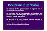 Metabolismo de los glúcidos · El metabolismo de la glucosa ocupa una posición central dentro del metabolismo energético de las células El principal proceso de degradación de