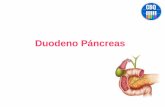Duodeno Páncreas · 2017-06-23 · Duodeno II Es vertical, está ubicada a la derecha de la columna lumbar (L1 a L4). Forma con DI la flexura superior del duodeno. Recibe los conductos