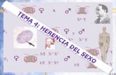 Tema 4: Herencia del sexo - UAB Barcelona · 2018-03-22 · Compensación de dosis •Mamíferos: Corpúsculo de Barr (1949, cromatina muy condensada perteneciente al cromosoma X).