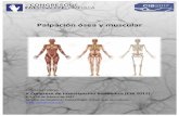 Taller Palpación ósea y muscular - CIB Valenciacibvalencia.es/.../12/Taller-Palpacion-osea-y-muscular.pdfPalpación)ósea)y)muscular)))!))) ComitédeTalleres) VCongreso)de)InvestigaciónBiomédica(CIB2017))