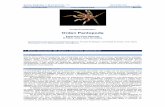 C P Orden Pantopoda - SEAsea-entomologia.org/IDE@/revista_22.pdf · Son conocidos como “arañas de mar”, y se trata de un grupo que tiene el cuerpo dividido en tres partes: céfalon,