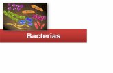 Bacterias - WordPress.com · Eubacterias: Procariontes con pared celular compuesta de peptidoglicanos. Sus representantes son bacterias descomponedoras, algunas bacterias patógenas,