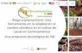 cacao en Centroamérica cambio climático en el cultivo de ... · La propuesta de iDE • Suplementar agua a cultivos de cacao para hacerlos menos susceptibles a los efectos del cambio