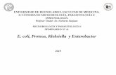 Presentación de PowerPoint 4.pdf · (ej: apendicÍtis), peritonitis y sepsis. • e. coli uropatÓgena . cistitis y pielonefritis. virotipos • e. coli entero hemorrÁgica (eceh).