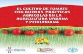 El cultivo de tomate con buenas prácticas agrícolas …El Cultivo de Tomate con Buenas Prácticas Agrícolas en la Agricultura Urbana y Periurbana 9 La horticultura es una actividad