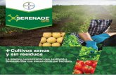 SerenadeOPTI WEB - BayerBAYER SERENADE OPTI RESIDUOS OPTI es un producto biológico de contacto específico para aplicaciones foliares en hortalizas orientado a prevenir