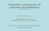 Expresión y purificación de proteínas recombinantescristalografiaproteinas.qb.fcen.uba.ar/docs/ClaseIV - Expresion y purificacion.pdf · Cultivos celulares de insectos (Sistema