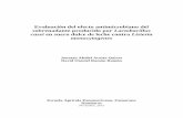 Evaluación del efecto antimicrobiano del sobrenadante ...Lactobacillus casei tiene efecto antagónico (Gutiérrez Ramírez y Acosta Otálvaro 2008) al crecimiento de microorganismos