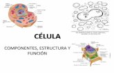 CÉLULA - WordPress.comCélula animal •No posee pared celular •Contiene centriolos ubicados en el centrosoma •No posee cloroplastos* •Poseen distintas formas y estructuras