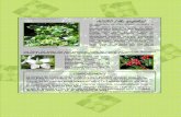 TAXUS MEDIO AMBIENTE ACEBO ( Ilex aquifolium)))) · TAXUS MEDIO AMBIENTE ® ACEBO ( Ilex aquifolium)))) Es asturiano se dice acebo, carrasco o xardón. Es un árbol siempre verde,