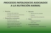 PROCESOS PATOLOGICOS ASOCIADOS A LA NUTRICIÓN ANIMALumh5412.edu.umh.es/wp-content/uploads/sites/207/2013/02/patologia-ppt.pdf · PROCESOS PATOLOGICOS ASOCIADOS A LA NUTRICIÓN ANIMAL