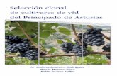 Selección clonal Mª Dolores Loureiro Rodríguez …de poda y marcos de plantación en variedades de vid de Asturias”), espe-rando que estos resultados contribuyan a una mejora