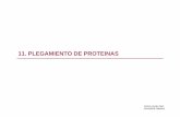 11. Plegamiento de proteinas - diarium.usal.esdiarium.usal.es/vgnunez/files/2012/11/11.-Plegamiento-de-Proteinas.pdf · - El plegamiento comienza durante la traducción - Las proteínas