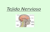 Tejido Nervioso³rico-Tejido...principales de células: las neuronas y las células de sostén. Neurona: cuerpo celular o soma y prolongaciones (dendritas y axón). Conducen impulsos