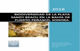 BIODIVERSIDAD DE LA PLAYA SANDY BEACH EN LA BAHÍA DE ...cedo.org/wp-content/uploads/2018/12/Biodiversidad... · 1.1 Generalidades ... Reserva de la Biosfera Alto Golfo de California
