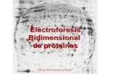 Electroforesis Bidimensional - UCMwebs.ucm.es/info/candida/master2010/claseslucia/Clase_2D_2011.pdfElectroforesis bidimensional en la separación de proteínas • Klose, 1975. Protein