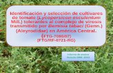 Identificación y selección de cultivares de tomate ......técnica y 3 carteles sobre los materiales liberados como tolerantes a begomovirus (obj. 6) •7. Se habrán realizado de