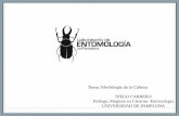 Tema: Morfología de la Cabeza...TIPO MASTICADOR - LAMEDOR Ej: Hymenoptera. TIPO SIFON. Laboratorio de ENTOMOLOGÍA LJniPampIona . ASPECTOS MORFOLÓGICOS Ojo Antena — ABDOMEN Tergitos